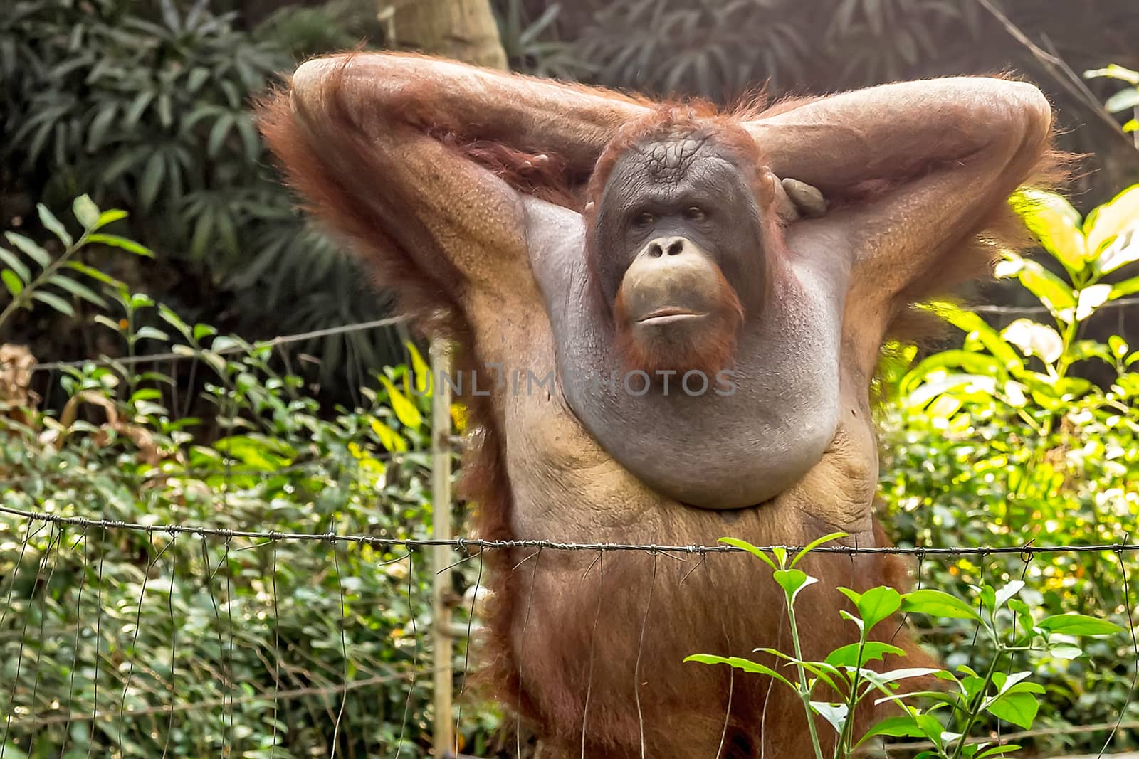 Orangutan portrait. The Bornean orangutan (Pongo pygmaeus)