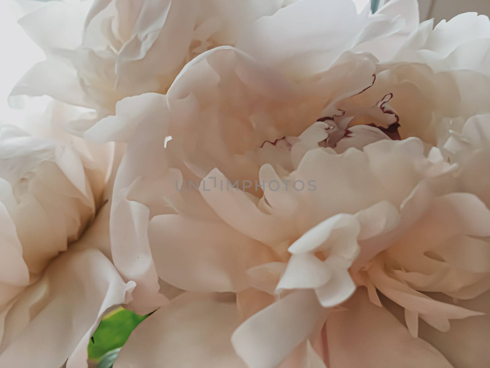 Beige peony flower as abstract floral background for holiday branding design