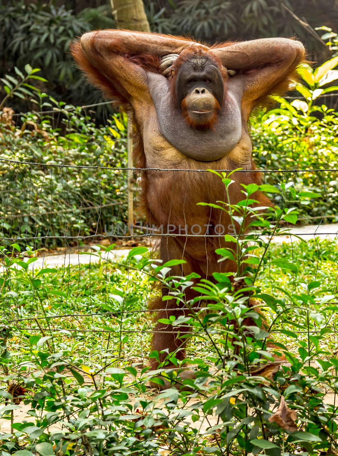 Portrait smiling Orangutans body a tree in Borneo
