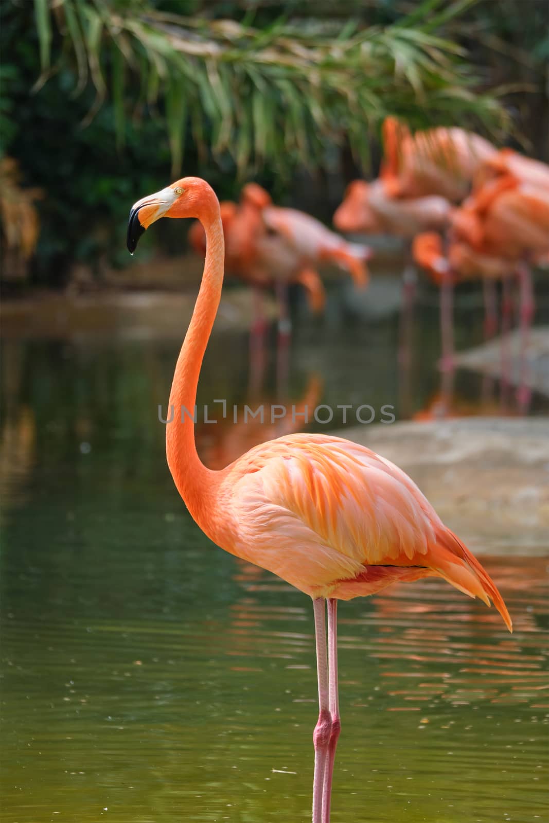 American flamingo (Phoenicopterus ruber) pink bird in pond