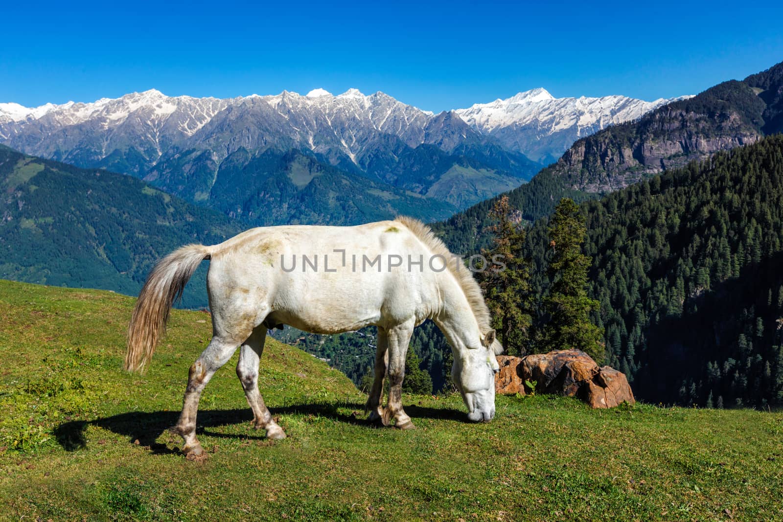 Horses grazing in Himalayas mountains. Himachal Pradesh, India