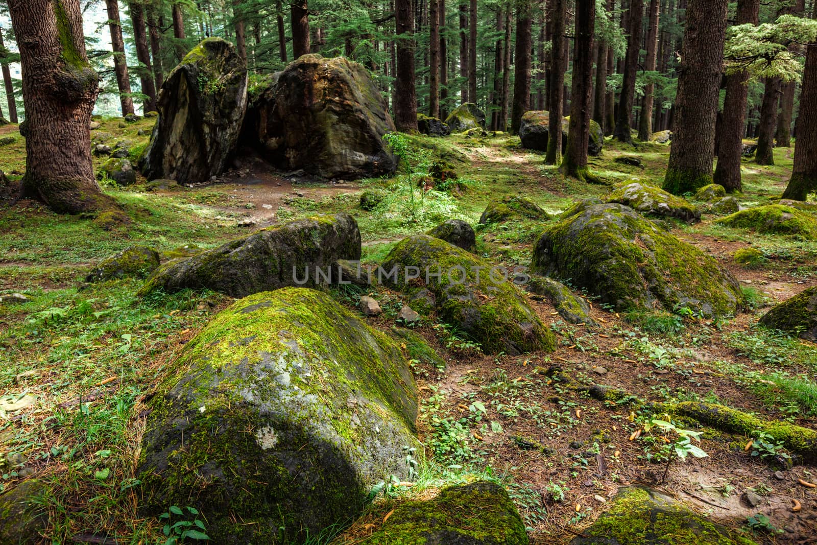 Pine forest with rocks and green moss by dimol