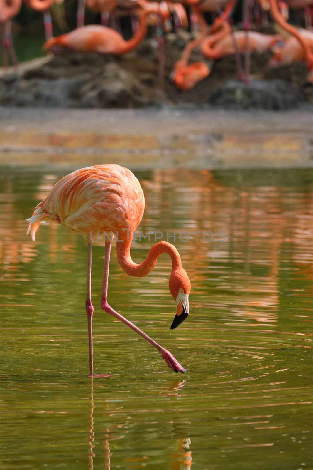 American flamingo Phoenicopterus ruber bird by dimol