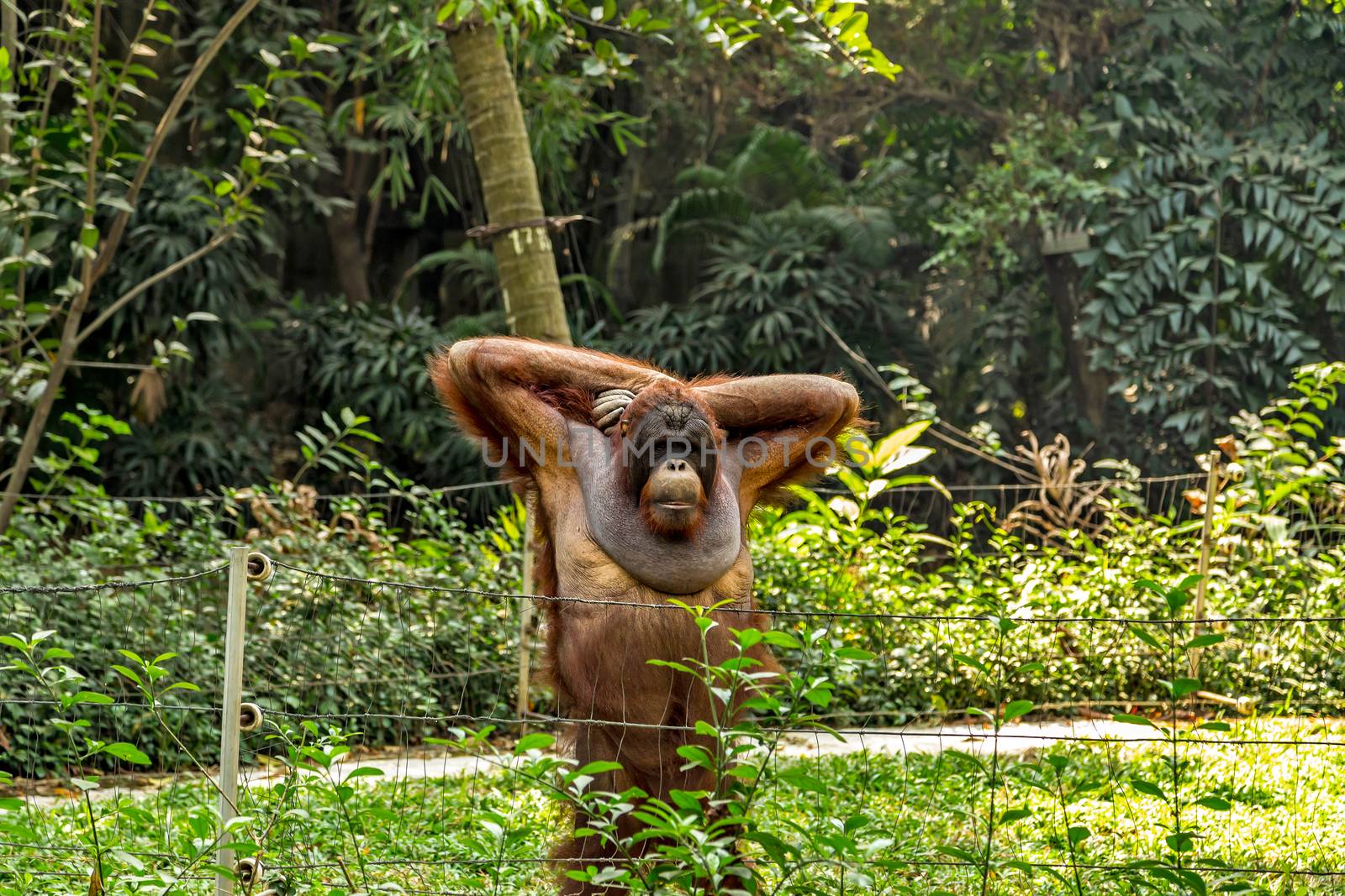 orangutan by Vladyslav