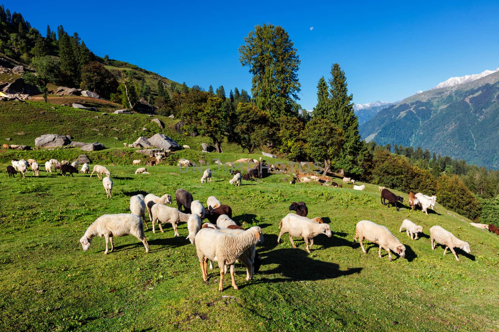 Flock of sheep in the Himalayas by dimol