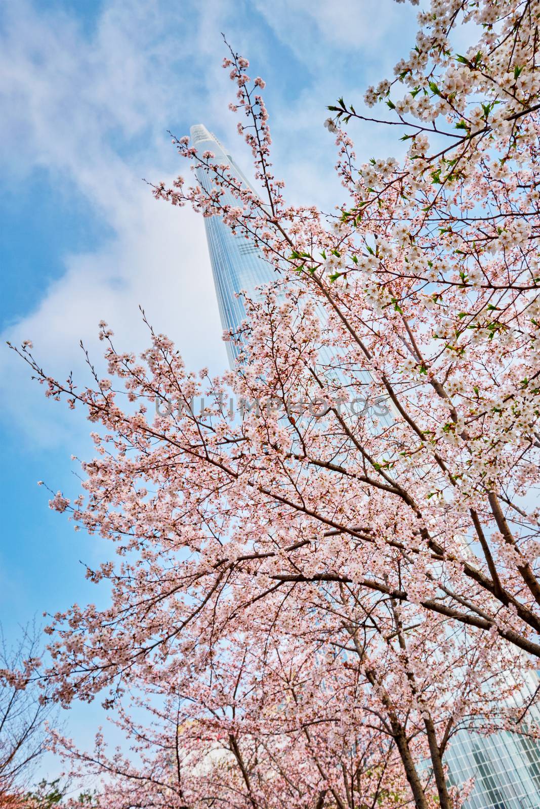 Blooming sakura cherry blossom branch with skyscraper building in background in spring, Seoul, South Korea