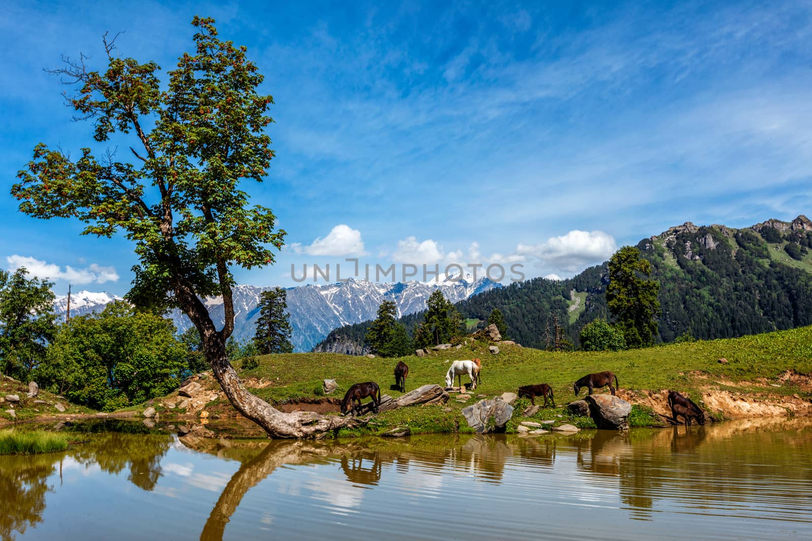 Indian Himalayan landscape in Himalayas by dimol