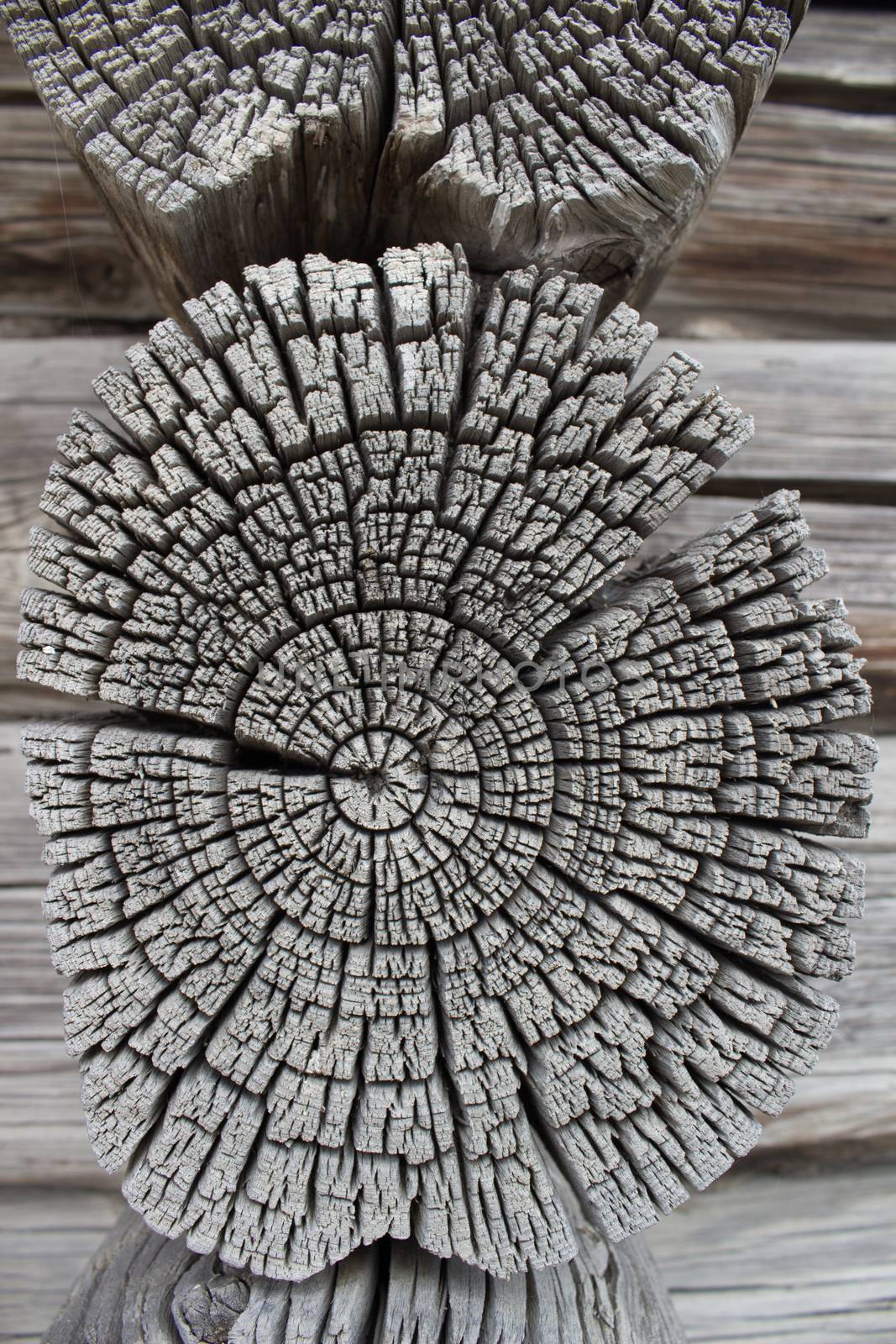 A fragment of the wall of the log house. Chapped ends of old logs. Natural wood, rough texture.