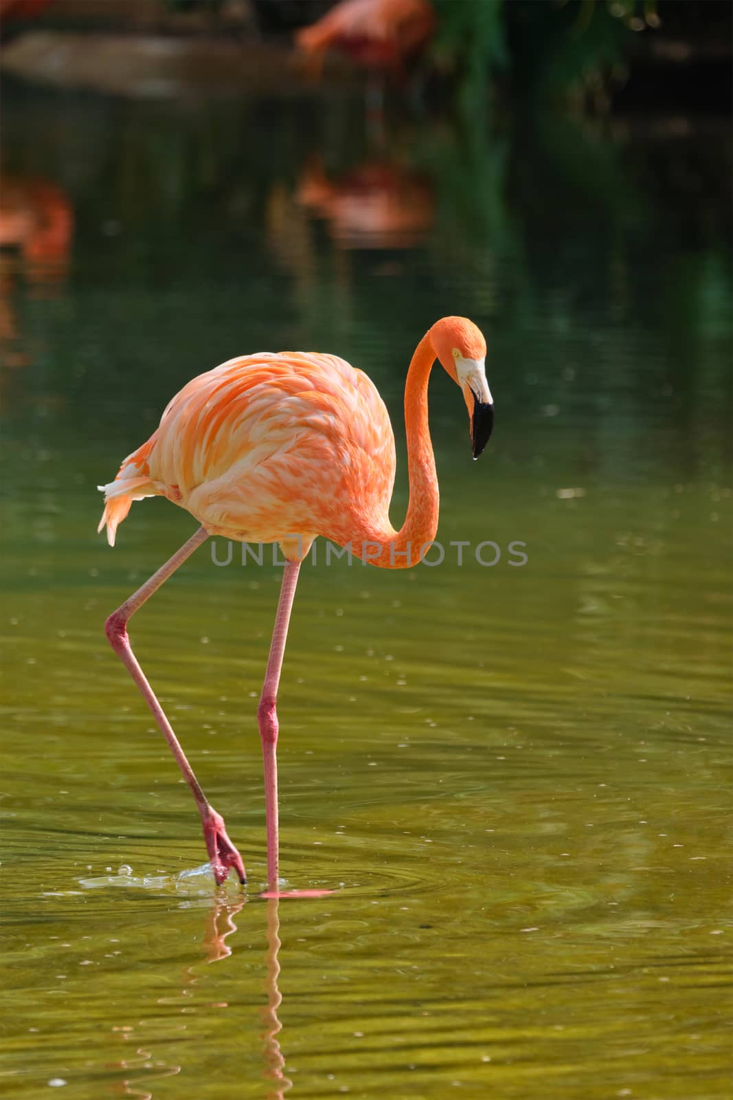 American flamingo Phoenicopterus ruber bird by dimol