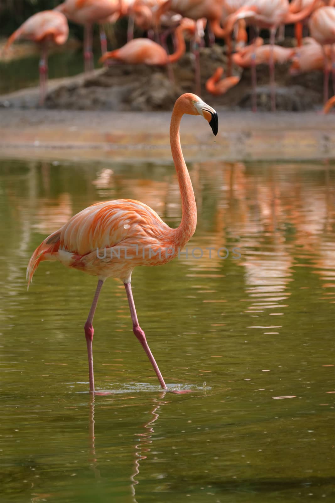 American flamingo (Phoenicopterus ruber) pink bird in pond