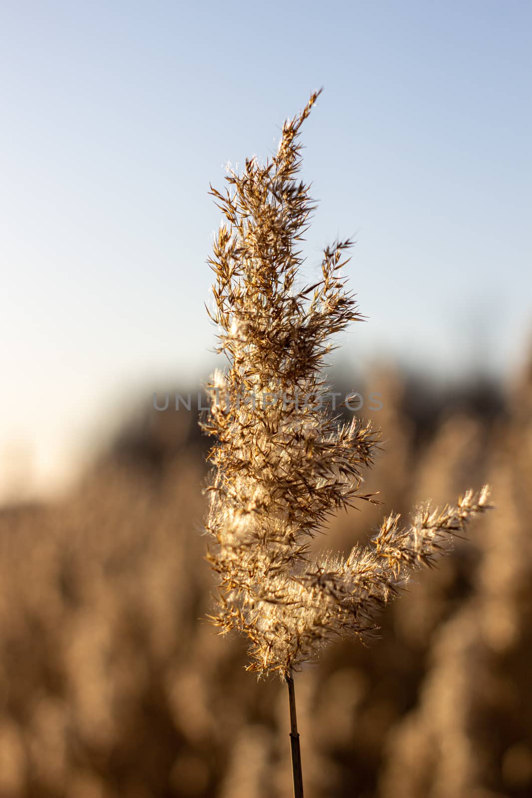 Selective soft focus of dry grass, reeds, stalks blowing in the wind at golden sunset light, by AnatoliiFoto