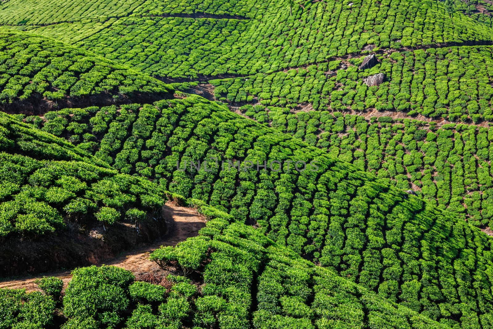 Evergreen tea plantations of indian tea, Munnar, Kerala, South India