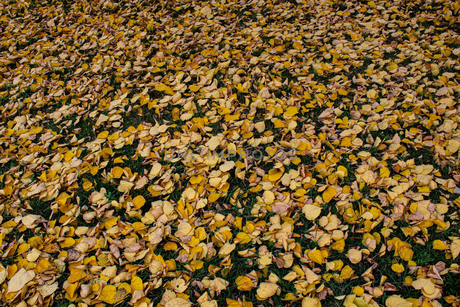Yellow leaves yellow autumn. autumn leaves yellow trees by AnatoliiFoto