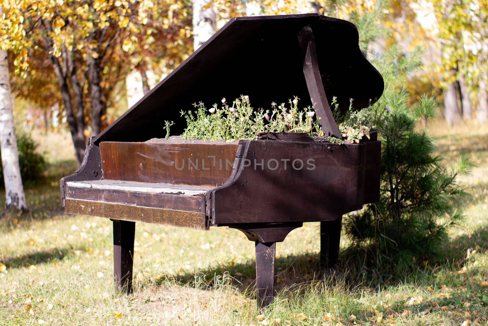 The bed for flowers equipped in an old black piano in the city park. Petunia flowers in an unusual creative bed.