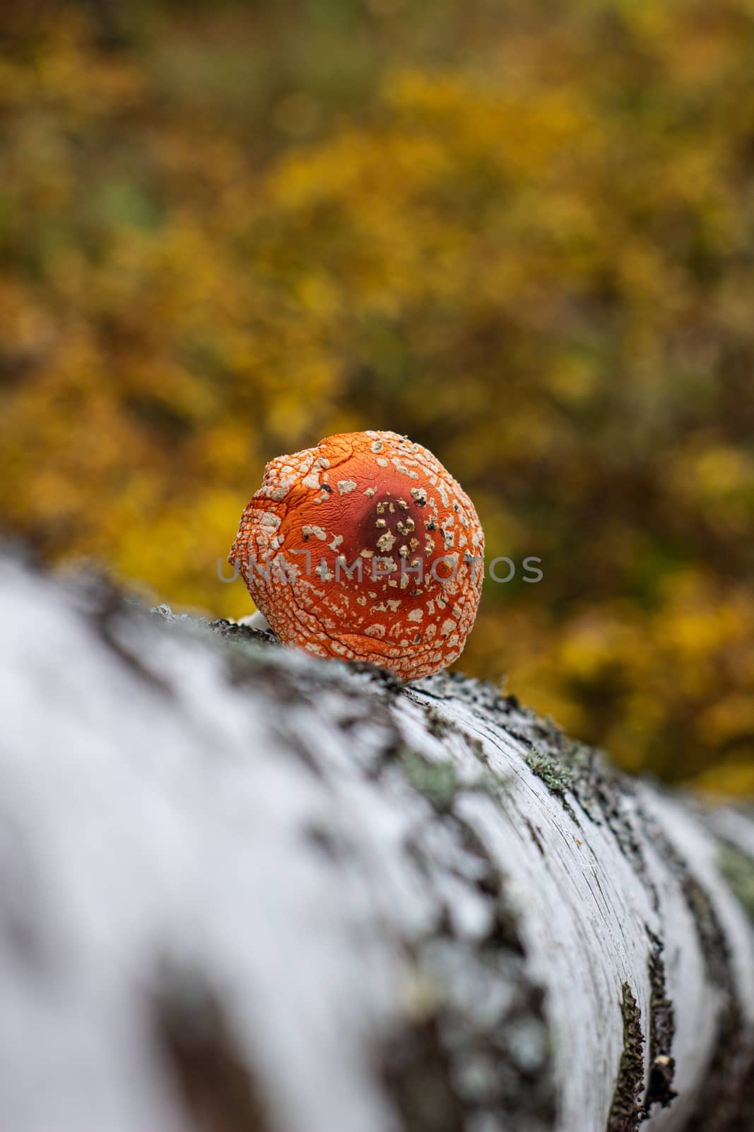 Mushroom fly agaric lies next to the trunk of a birch tree in the forest