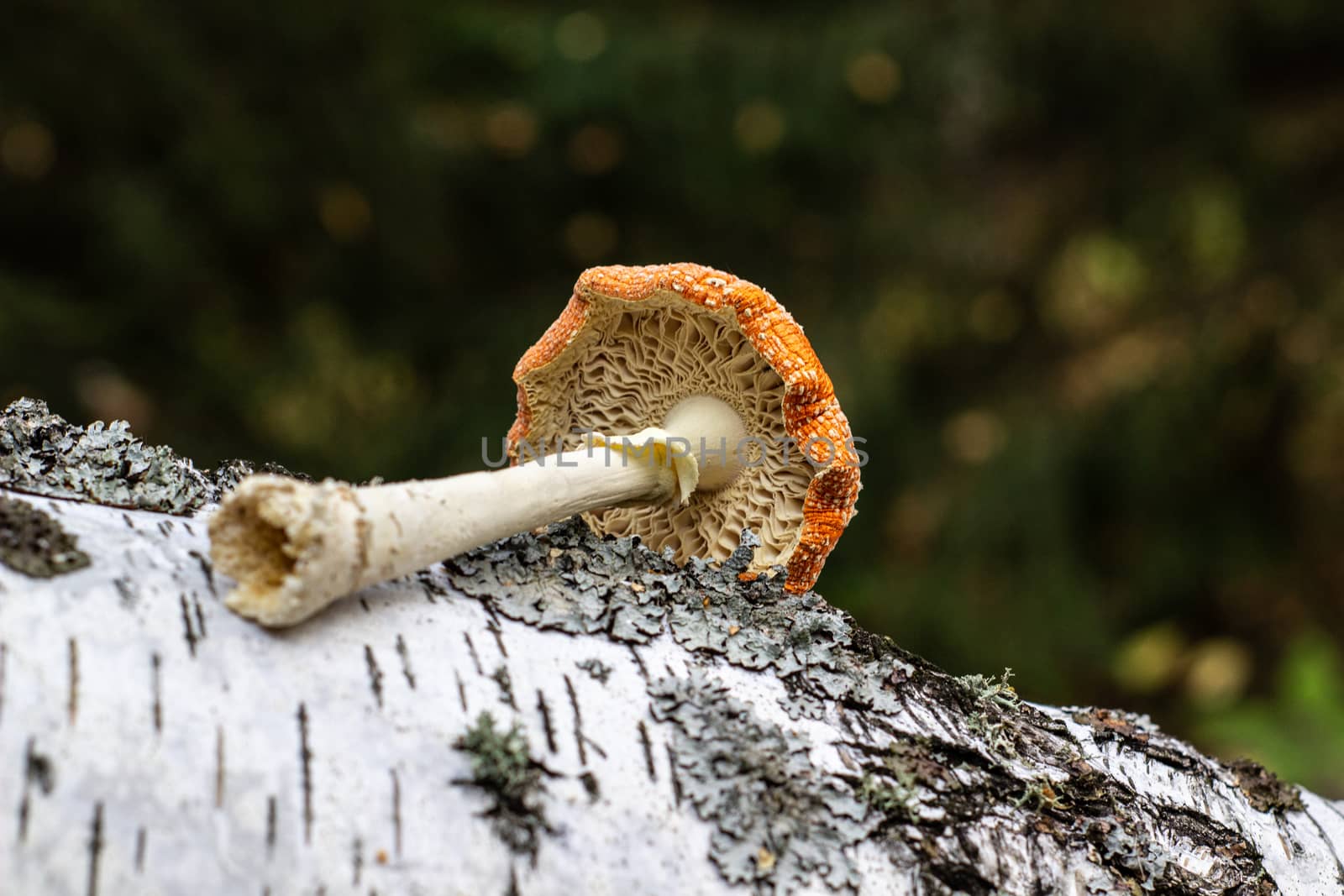 Mushroom fly agaric lies next to the trunk of a birch tree in the forest