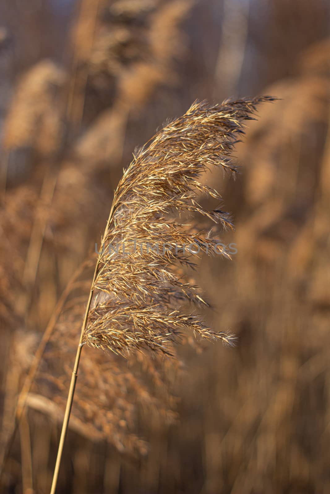 Selective soft focus of dry grass, reeds, stalks blowing in the wind at golden sunset light, Nature, summer, grass concept