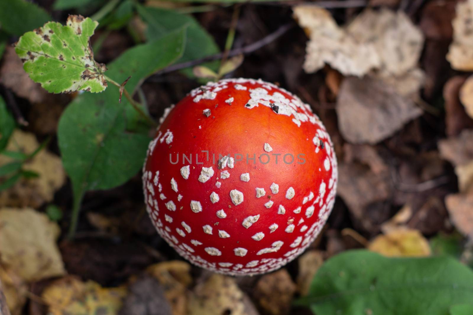 Autumn mushrooms fly agaric in the autumn forest. Closeup of fly agaric mushrooms. Amanita muscaria by AnatoliiFoto