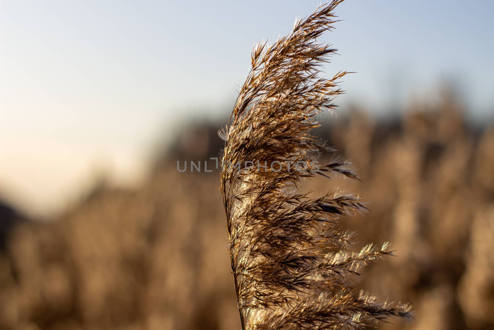 Selective soft focus of dry grass, reeds, stalks blowing in the wind at golden sunset light, by AnatoliiFoto