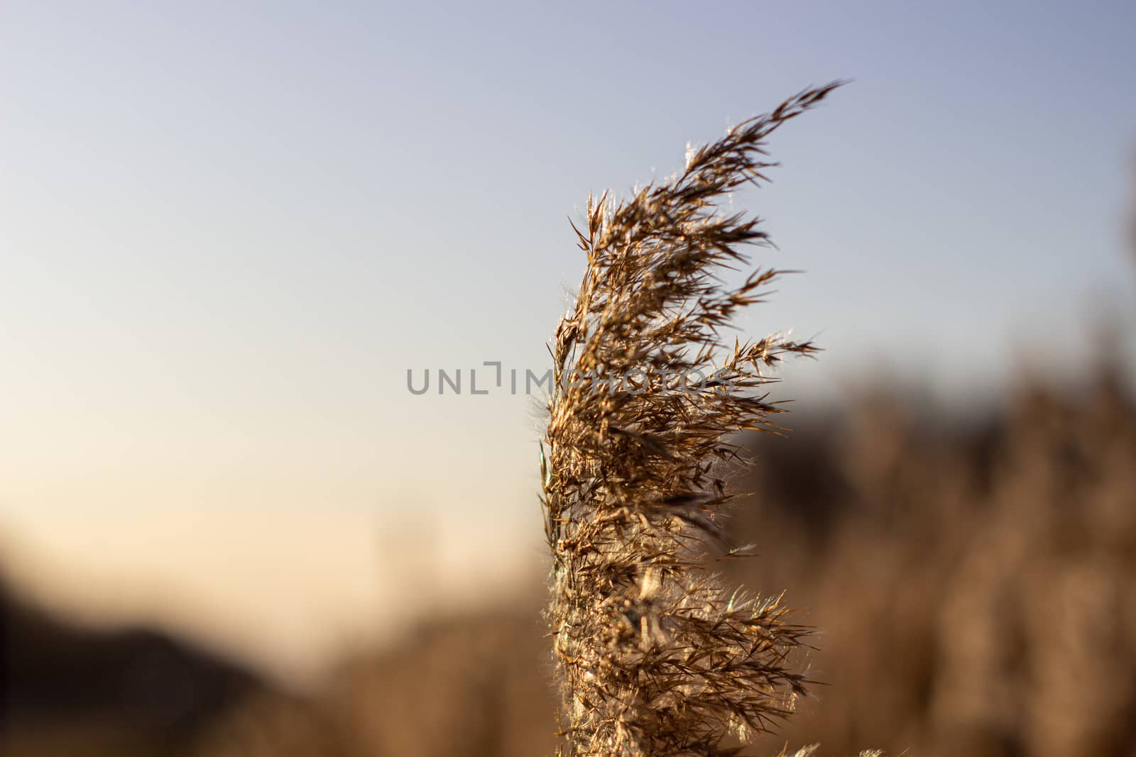 Selective soft focus of dry grass, reeds, stalks blowing in the wind at golden sunset light, by AnatoliiFoto