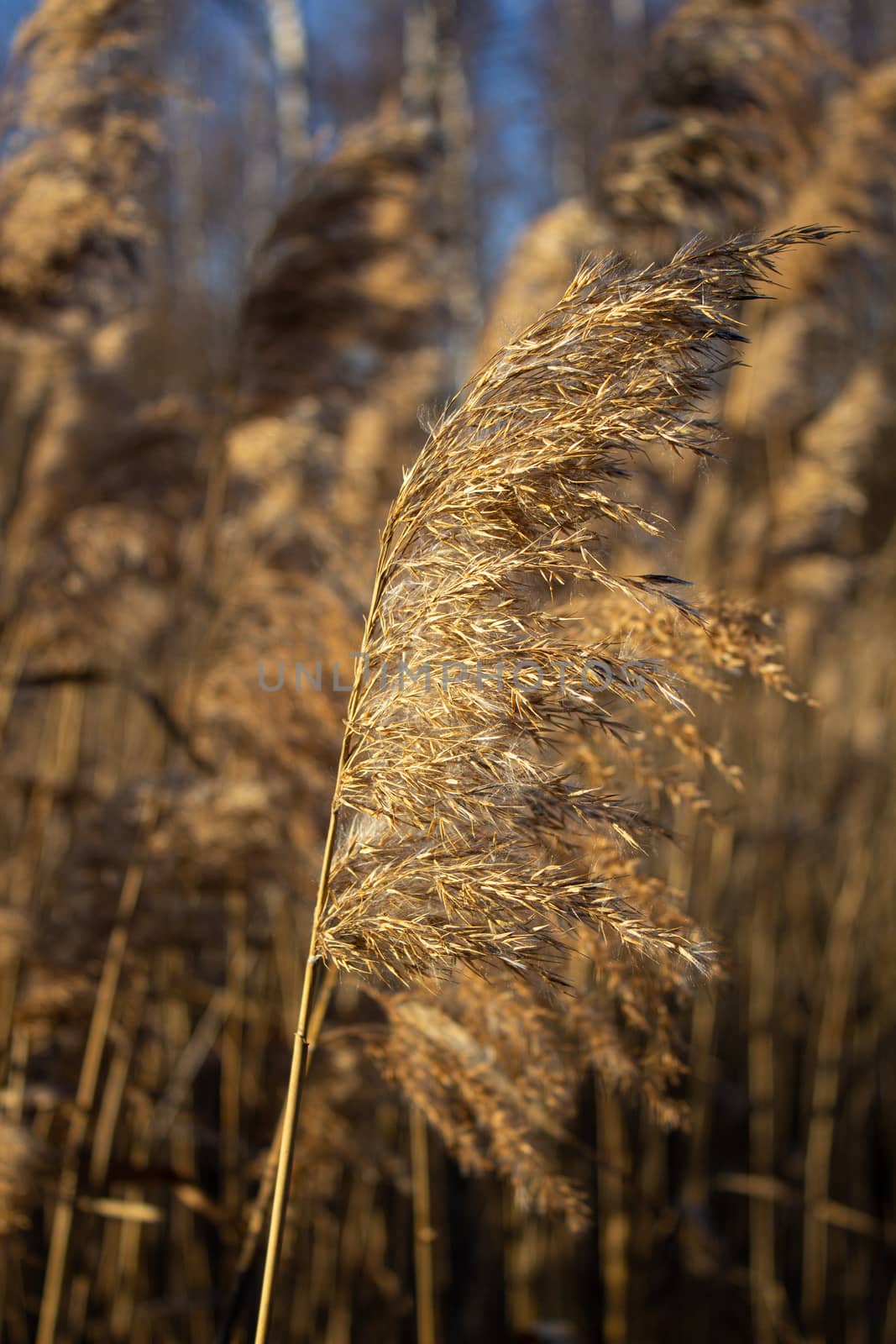Selective soft focus of dry grass, reeds, stalks blowing in the wind at golden sunset light, by AnatoliiFoto
