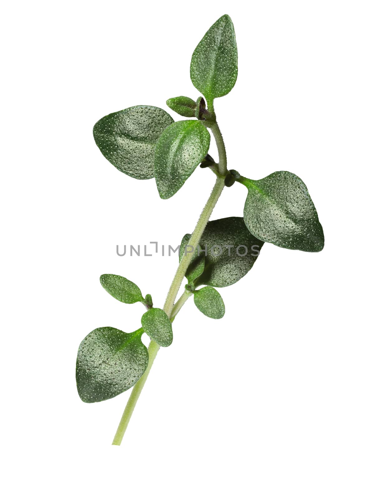 Thyme (Thymus vulgaris), fine herb. Clipping path, infinite depth of field