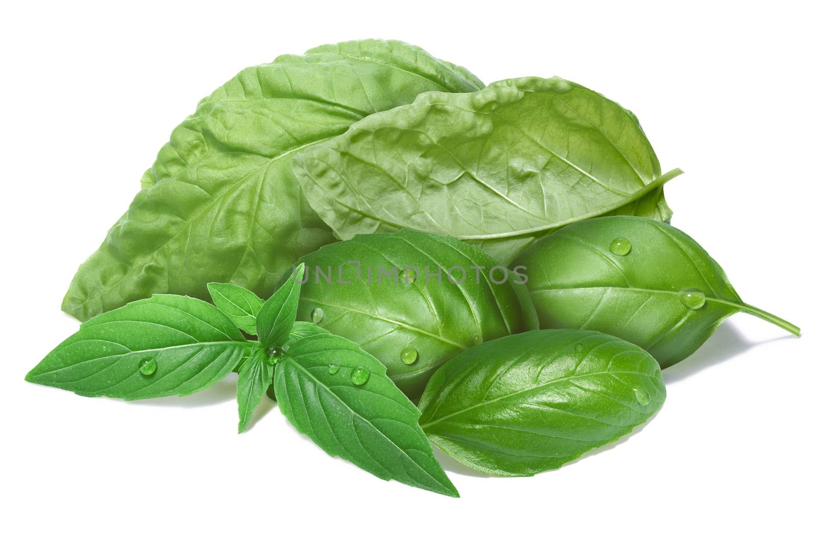 Basil leaves grouped together, different cultivars. Separate clipping paths for both leaves and shadow, infinite depth of field