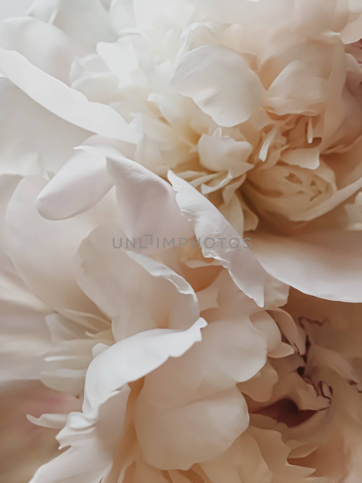 Beige peony flower as abstract floral background for holiday branding design