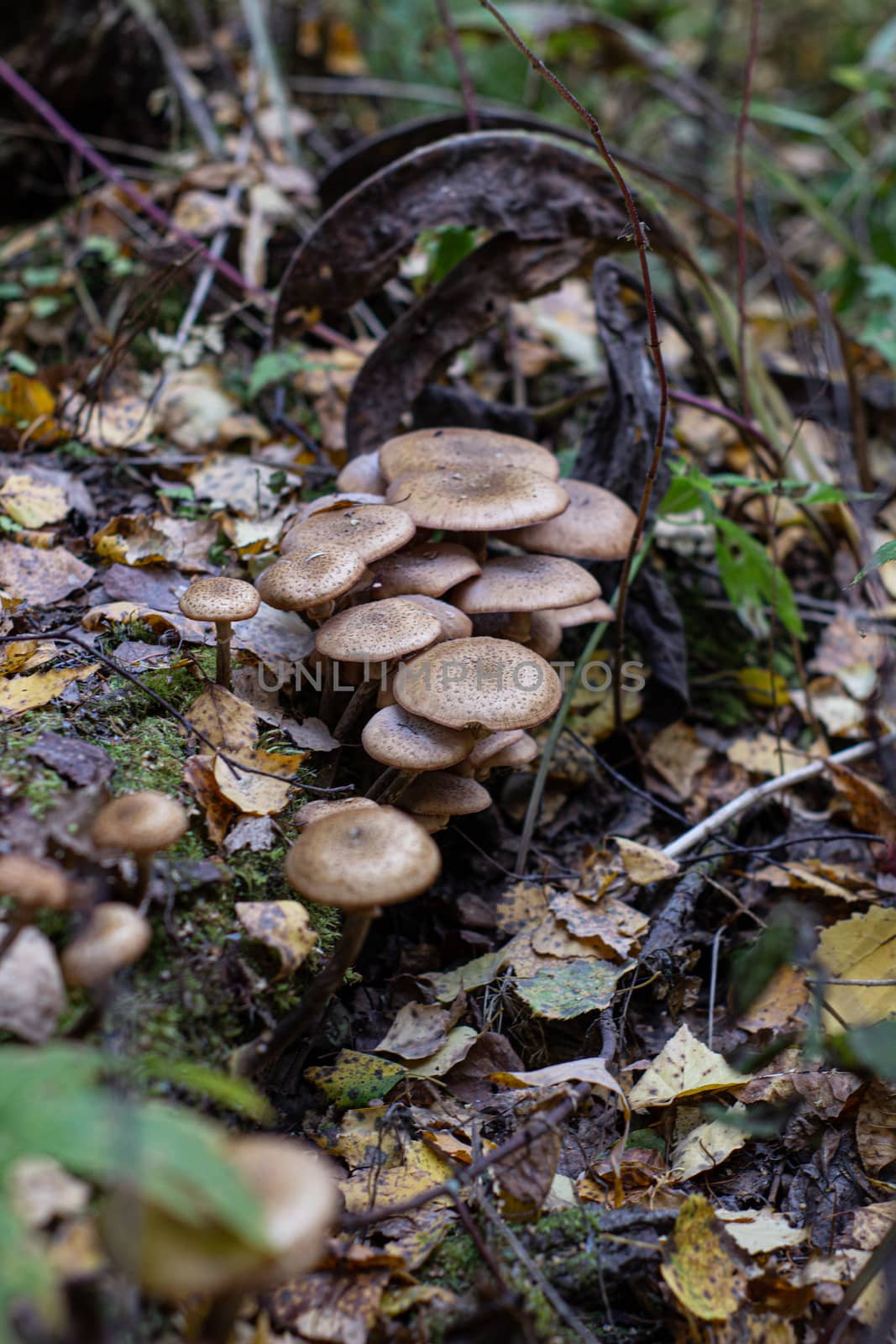 Autumn mushrooms in the forest. Mushroom picking. A walk in the woods. Honey agaric
