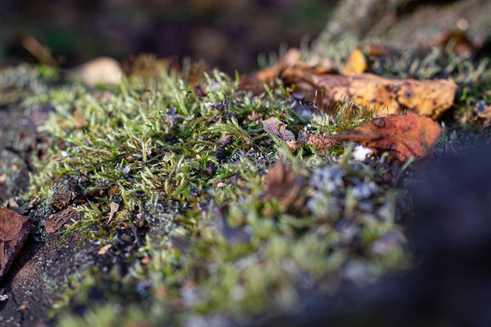 Moss on the tree. Mushroom picking. A walk in the woods