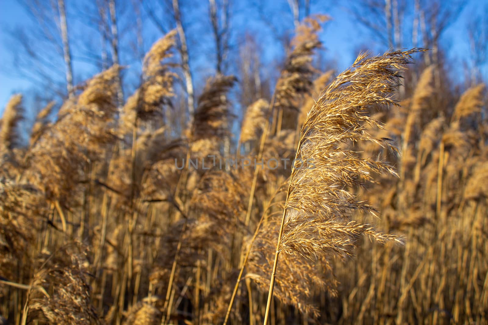 Selective soft focus of dry grass, reeds, stalks blowing in the wind at golden sunset light, by AnatoliiFoto