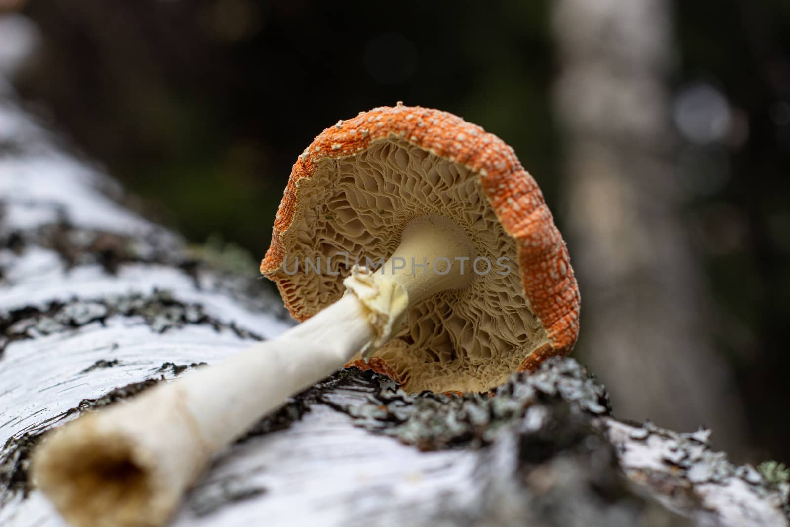 Mushroom fly agaric lies next to the trunk of a birch tree in the forest