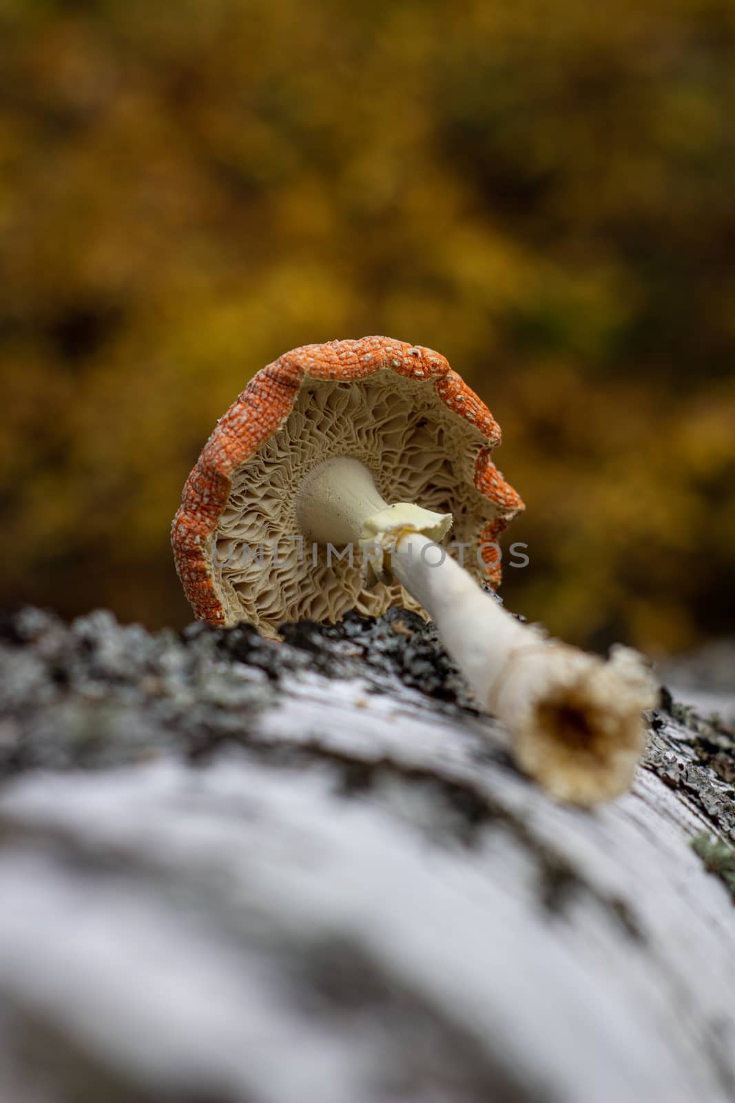 Mushroom fly agaric lies next to the trunk of a birch tree in the forest