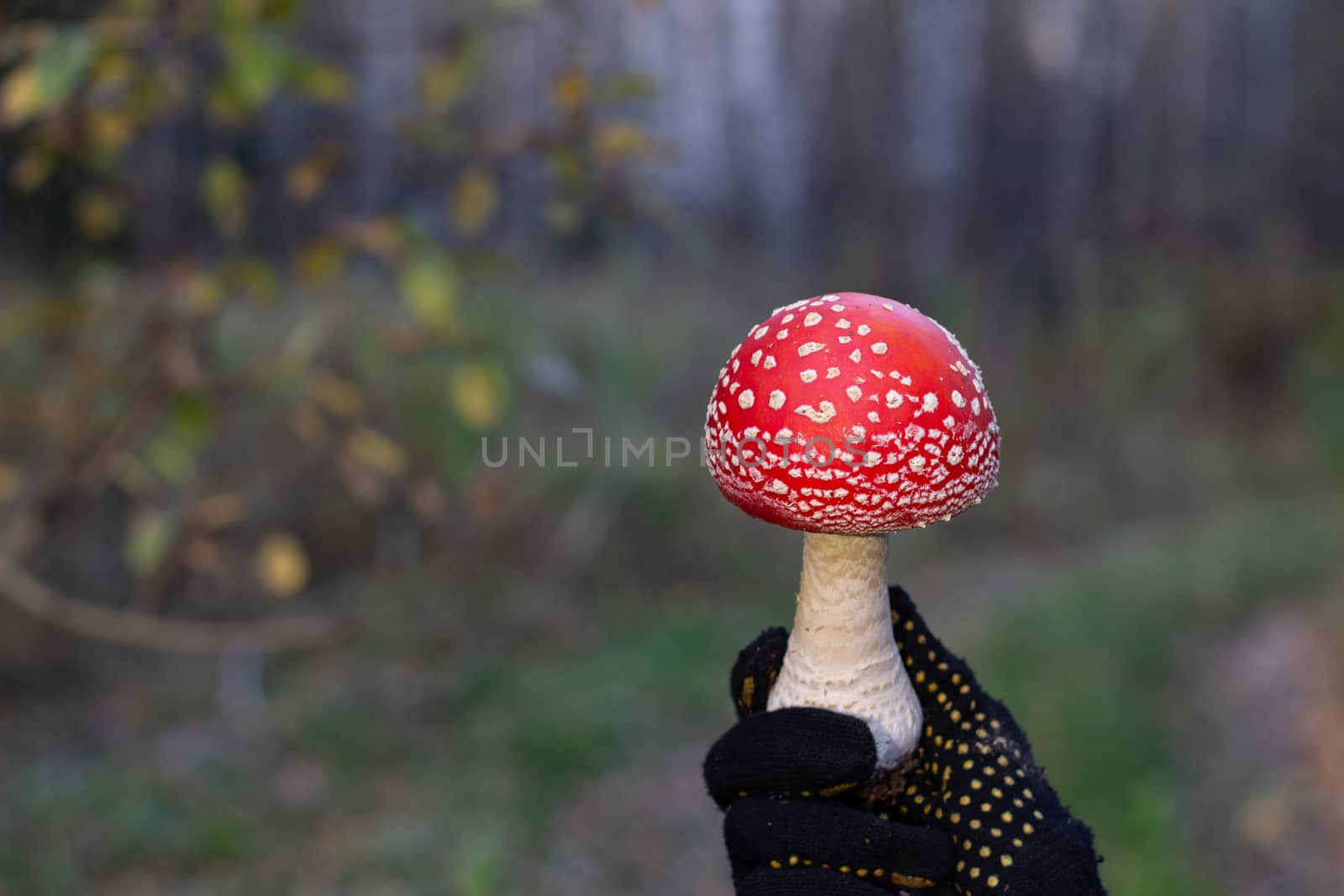 Red mushroom in hand in nature. Mushroom fly agaric. by AnatoliiFoto