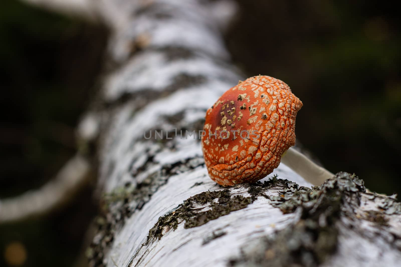 Mushroom fly agaric lies next to the trunk of a birch tree in the forest