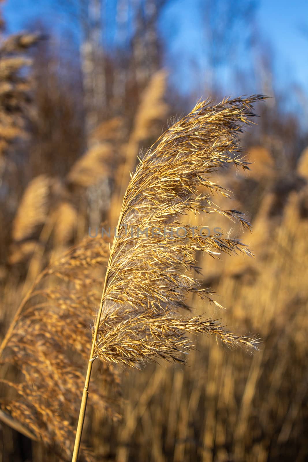 Selective soft focus of dry grass, reeds, stalks blowing in the wind at golden sunset light, by AnatoliiFoto