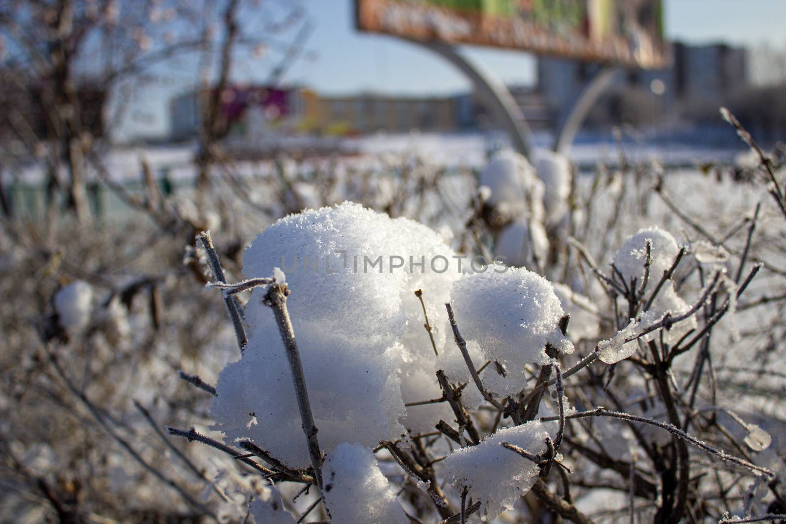 Snow on a Bush in winter in frost.