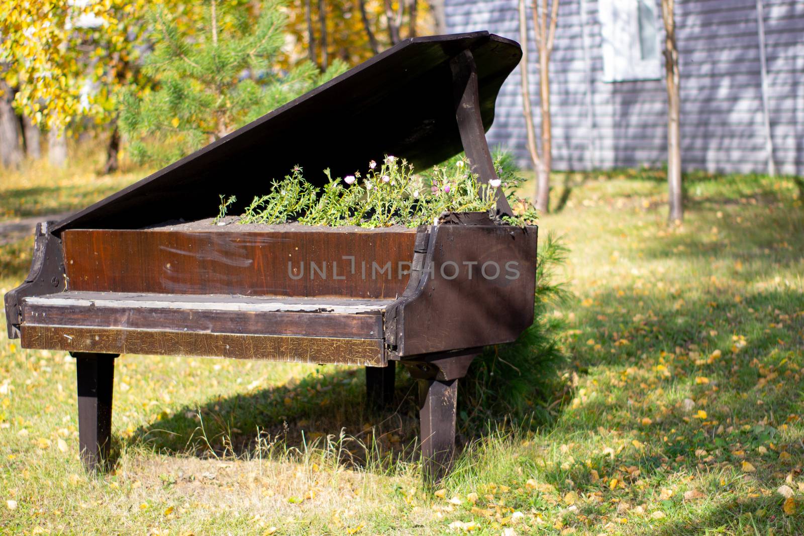 The bed for flowers equipped in an old black piano in the city park. Petunia flowers in an unusual creative bed.