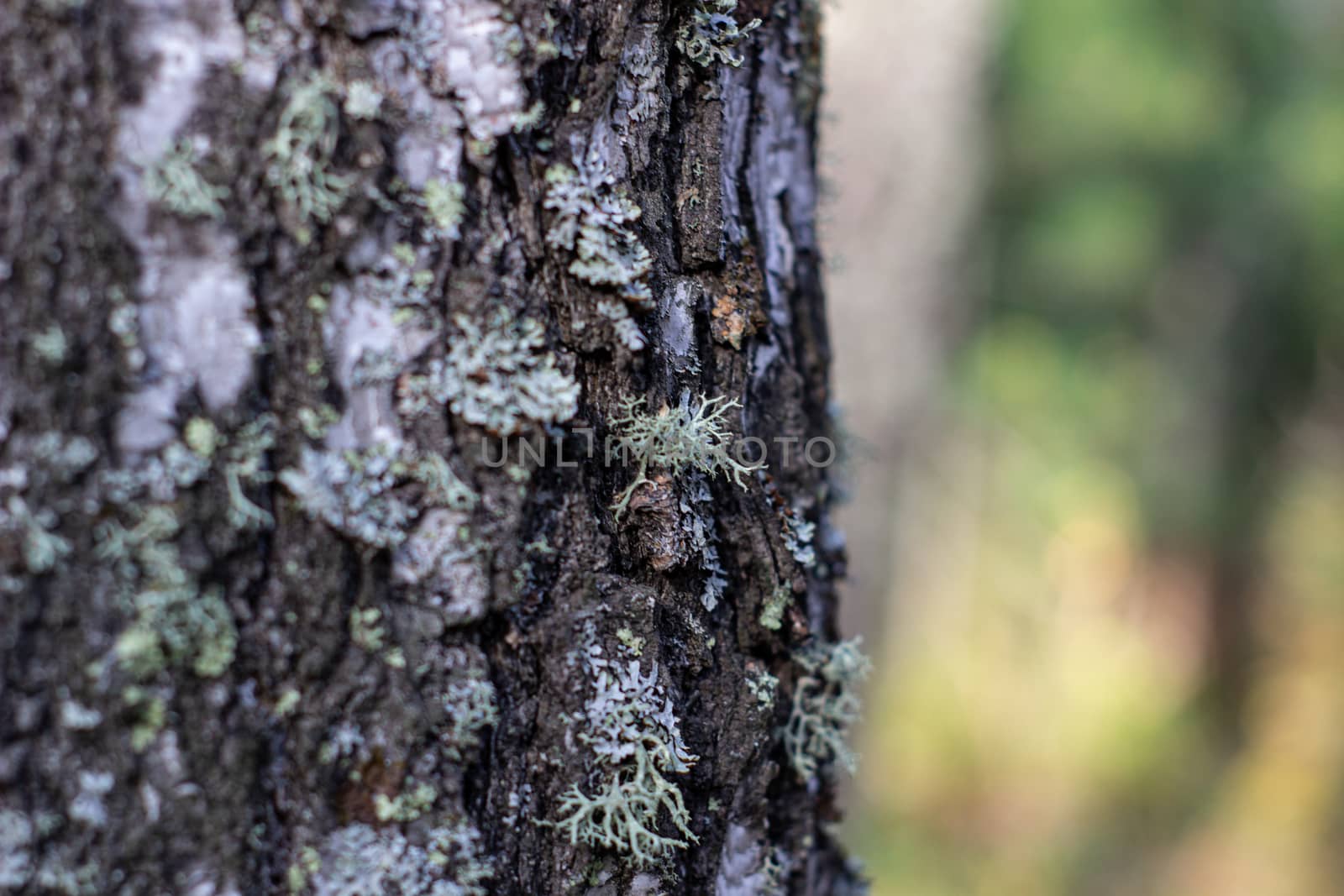 Moss on the tree. Mushroom picking. A walk in the woods