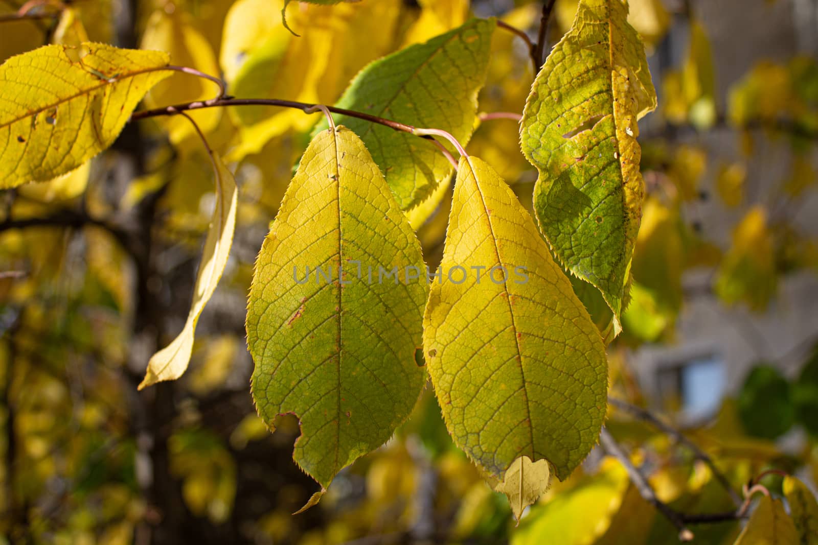 Yellow leaves yellow autumn. autumn leaves yellow trees.