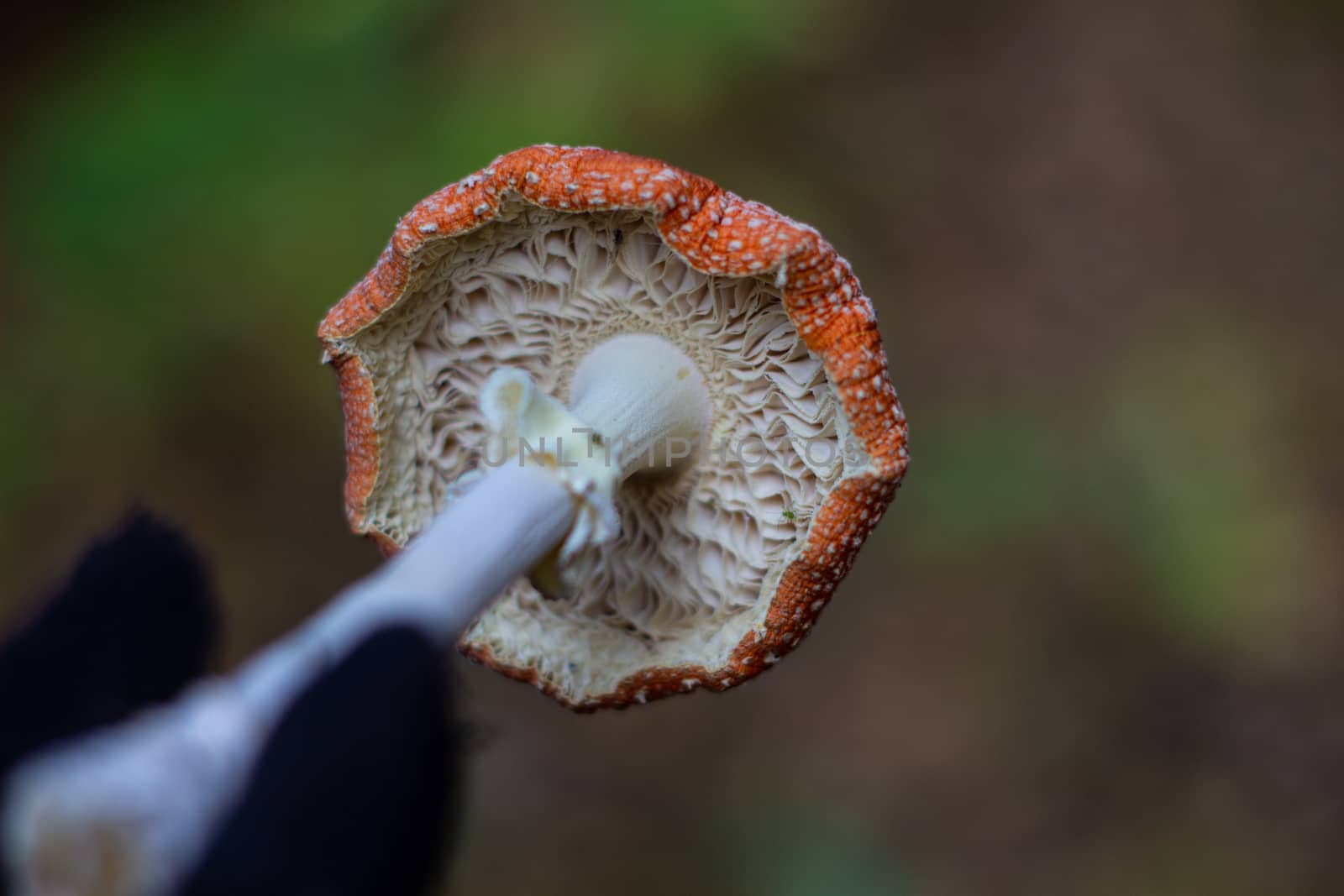 Red mushroom in hand in nature. Mushroom fly agaric