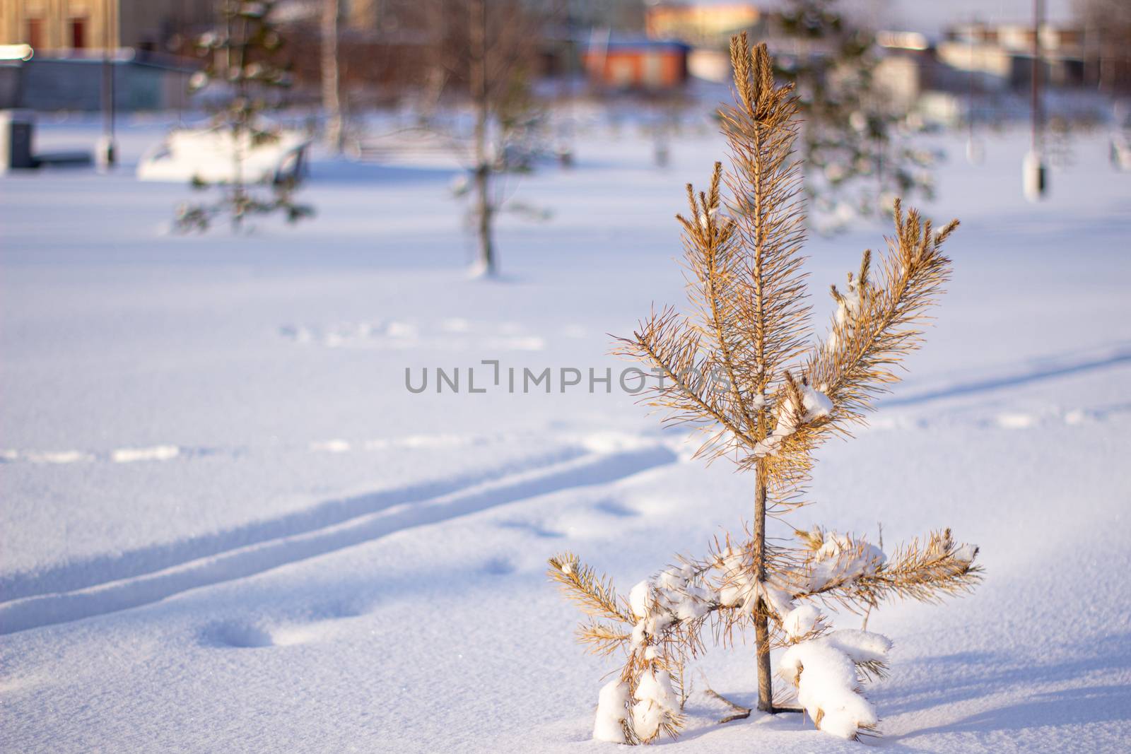 Tree, winter scene. Tree under the winter frost, natural background photos