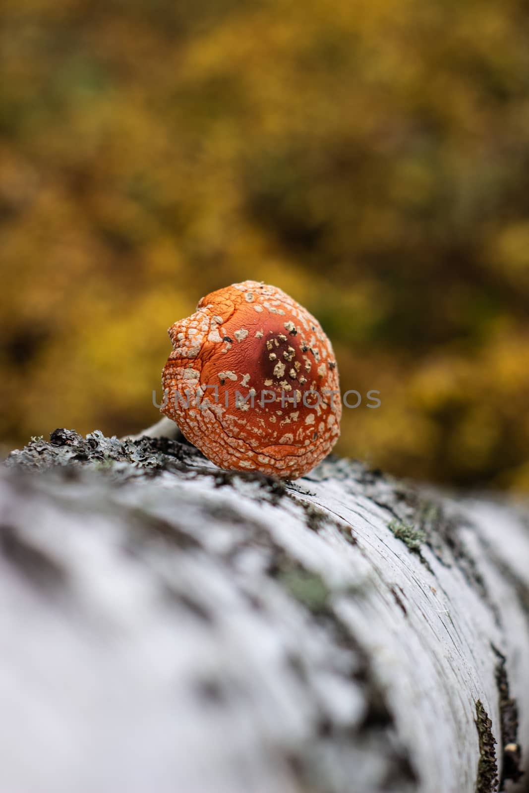 Mushroom fly agaric lies next to the trunk of a birch tree in the forest