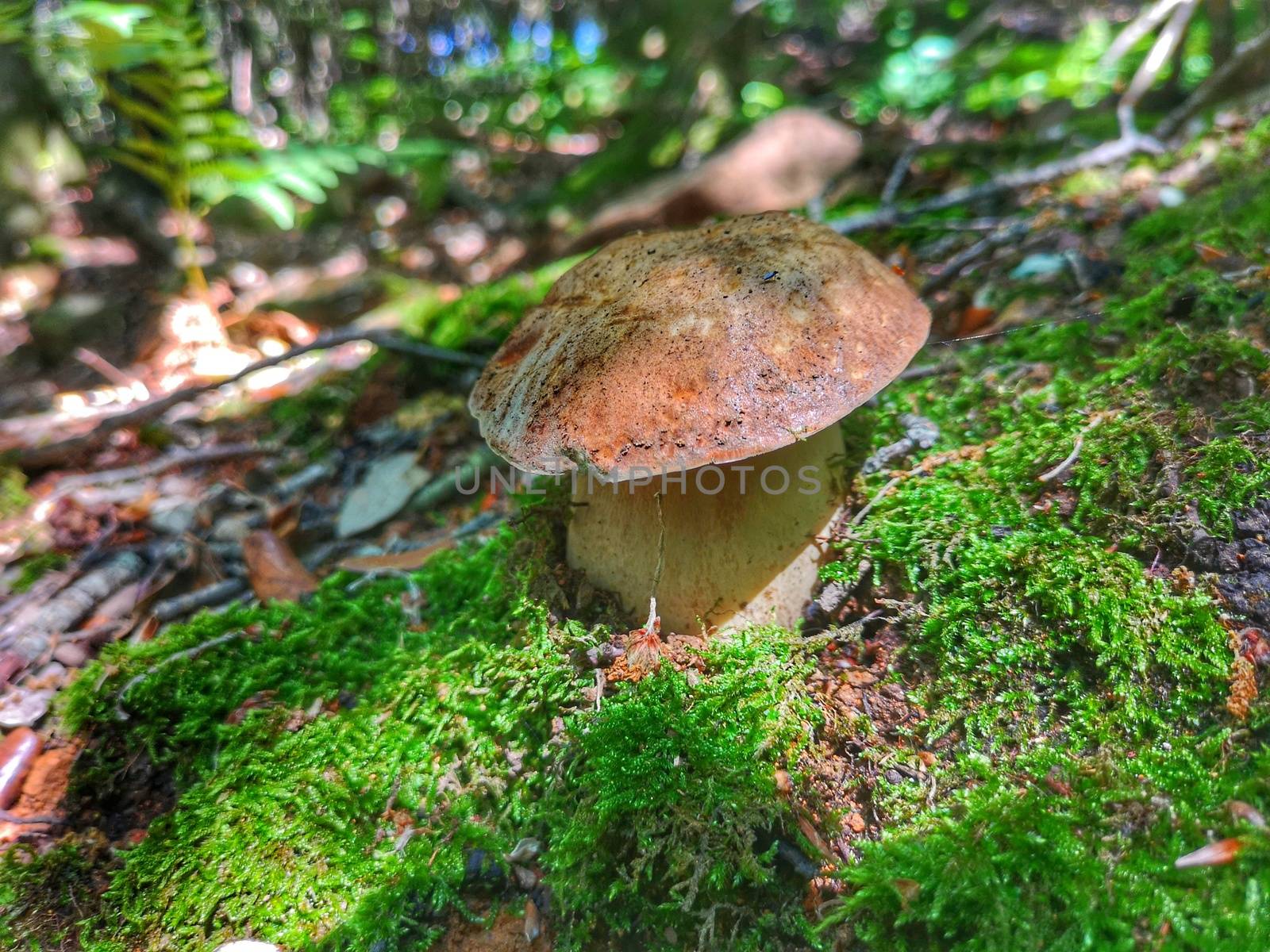 Robust Boletus edulis known as cep or porcini mushrooms growing in Montseny, Spain