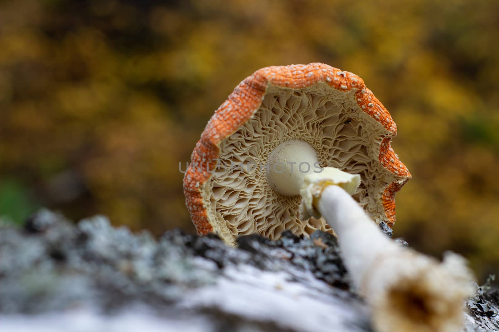 Fly agaric stands next to birch trunk in the forest by AnatoliiFoto