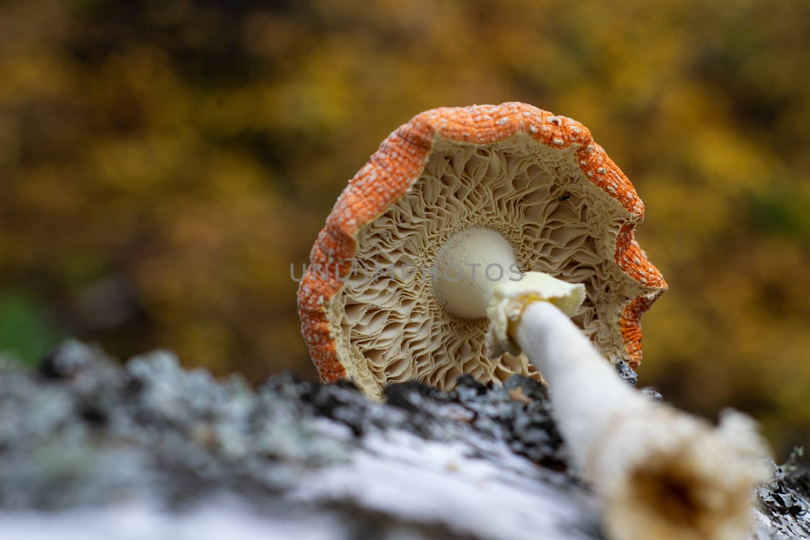 Mushroom fly agaric lies next to the trunk of a birch tree in the forest