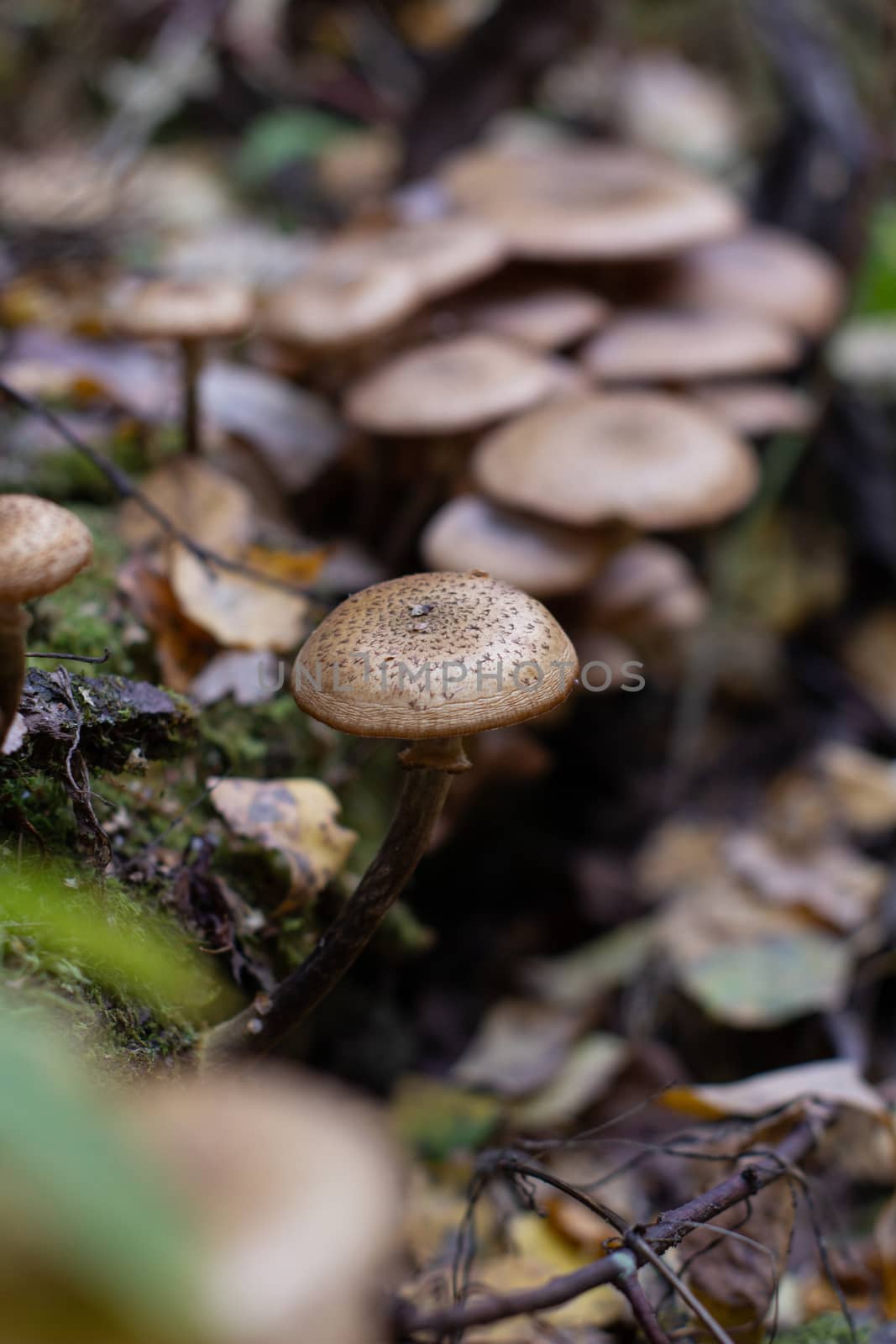 Autumn mushrooms in the forest. Mushroom picking. A walk in the woods. Honey agaric