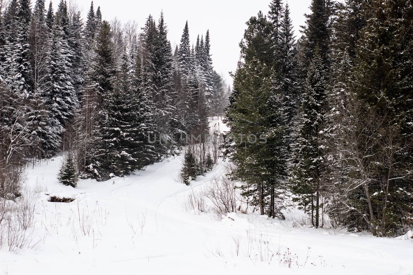 Beautiful landscape of forest in wintertime, majestic high pine trees covered with snow in mild light, beauty of winter nature.