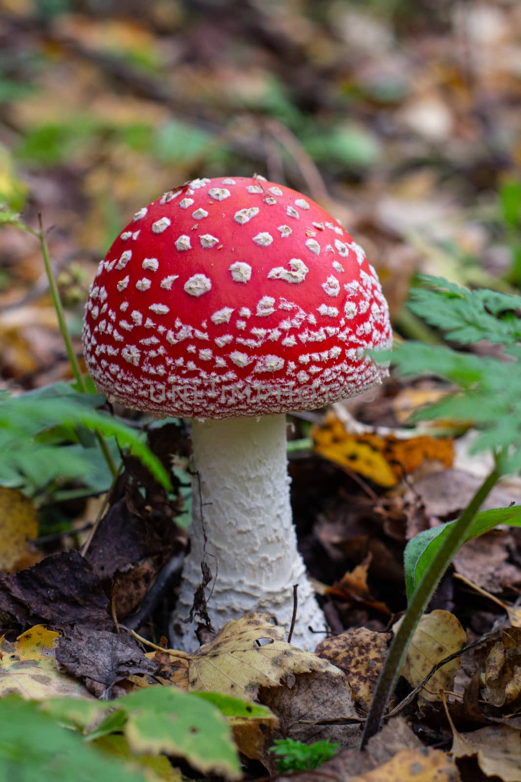 Autumn mushrooms fly agaric in the autumn forest. Closeup of fly agaric mushrooms. Amanita muscaria by AnatoliiFoto