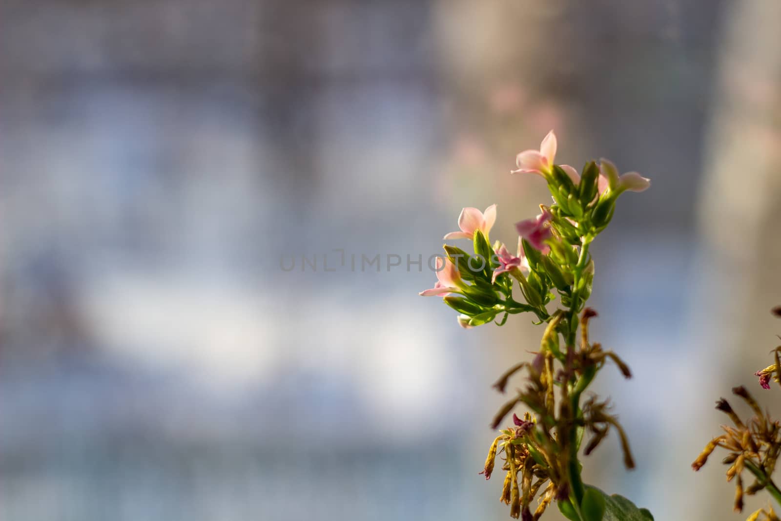 Beautiful flower in a pot on the windowsill near the window by AnatoliiFoto